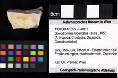 Foto (Objket + Etiketten) von Mesogalathea striata (Remeš, 1895) 